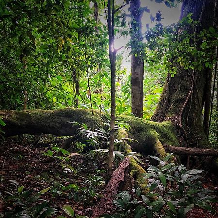 El Remanso Rainforest Lodge Puerto Jiménez 외부 사진
